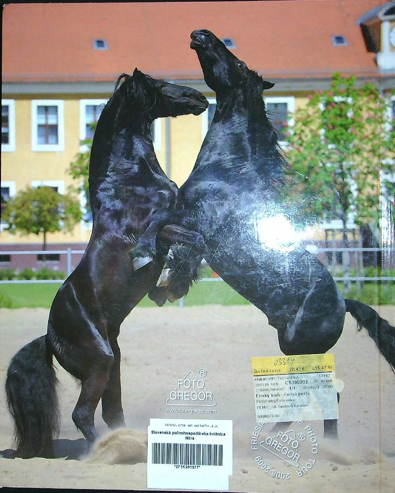 Fríský kůň - černá perla