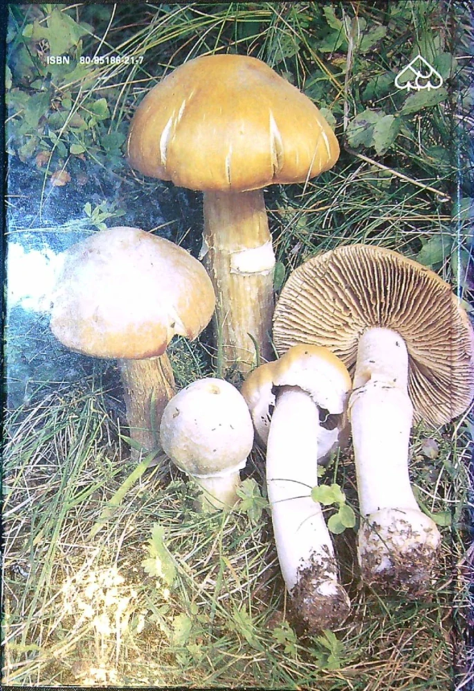 Atlas húb
