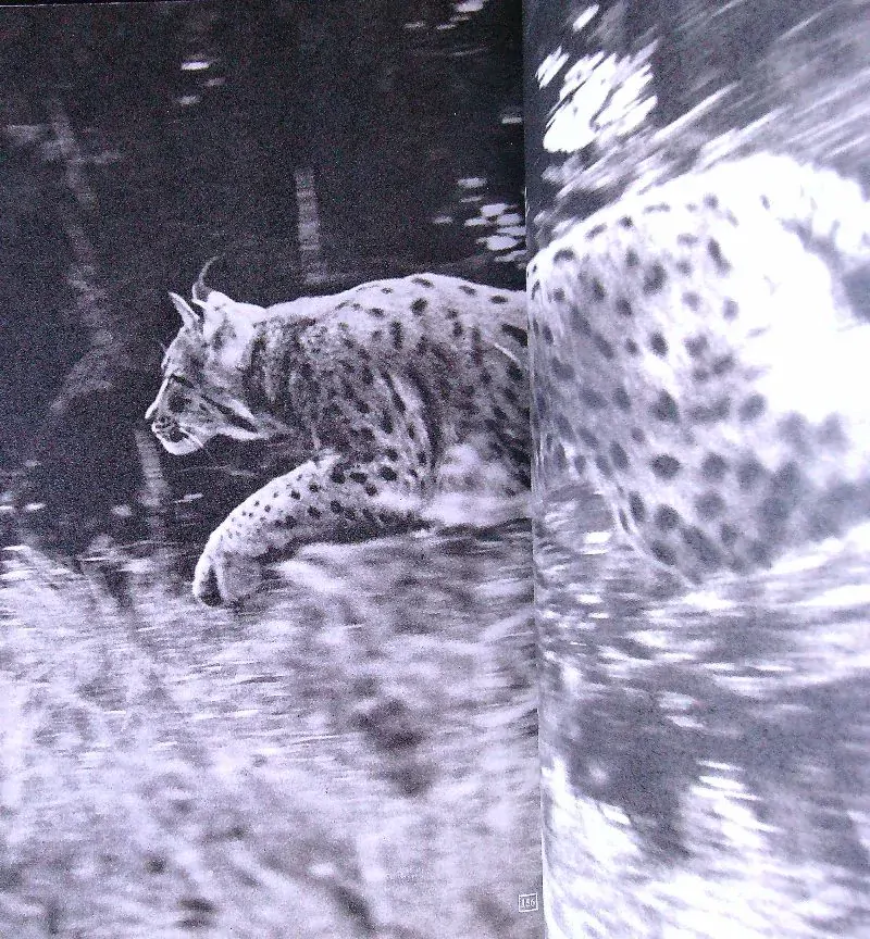 Pieseň o lese