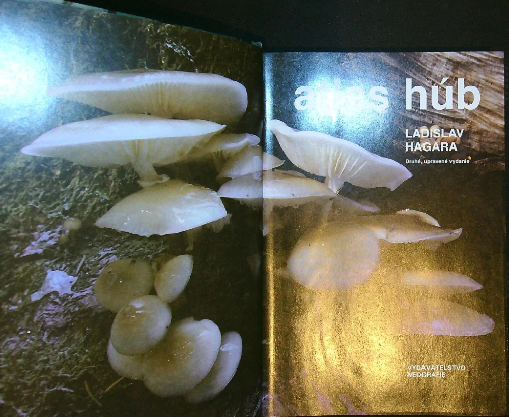 Atlas húb