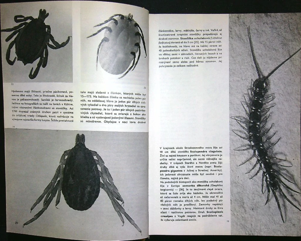 Veľký obrazový atlas hmyzu